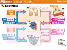 動画教材イメージ（血液の循環）