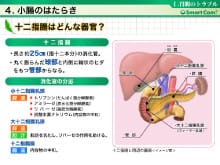 動画教材イメージ（十二指腸はどんな器官？）
