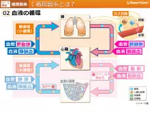 動画教材イメージ（血液の循環）
