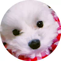 壁紙の愛犬